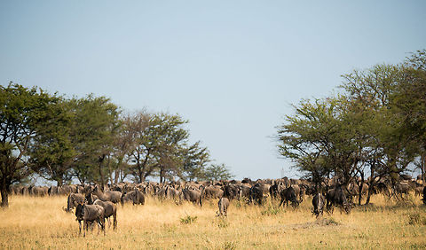 Wildebeest army, Northern Serengeti This scene reminds me of Lord of the Rings, where behind a shallow hill, a mass army arises out of nowhere. Africa,Blue wildebeest,Connochaetes taurinus,Serengeti National Park,Serengeti North,Serengeti area,Tanzania