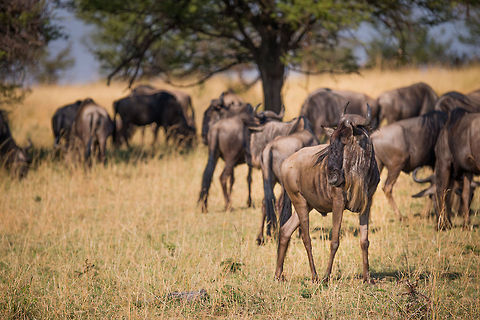 Wildebeest on the lookout, Northern Serengeti  Africa,Blue wildebeest,Connochaetes taurinus,Serengeti National Park,Serengeti North,Serengeti area,Tanzania