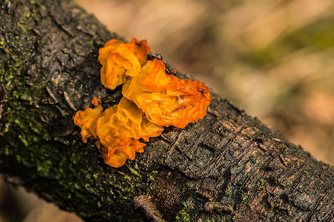Yellow Brain fungus, Heesch, the Netherlands  Heesch,Tremella mesenterica,Yellow Brain