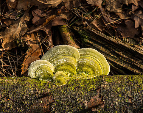 Hairy Bracket top view, Heesch, the Netherlands  Heesch,Trametes hirsuta