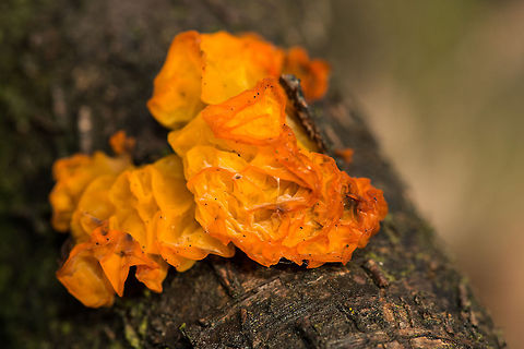 Yellow-brain Fungus Macro, Heesch, the Netherlands  Heesch,Tremella mesenterica,Yellow Brain
