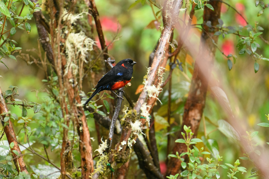Scarlet-bellied mountain tanager, Termales del Ruiz, Colombia  Anisognathus igniventris,Colombia,Colombia 2022,Fall,Geotagged,P&aacute;ramo,Scarlet-bellied mountain tanager,South America,Termales del Ruiz,World