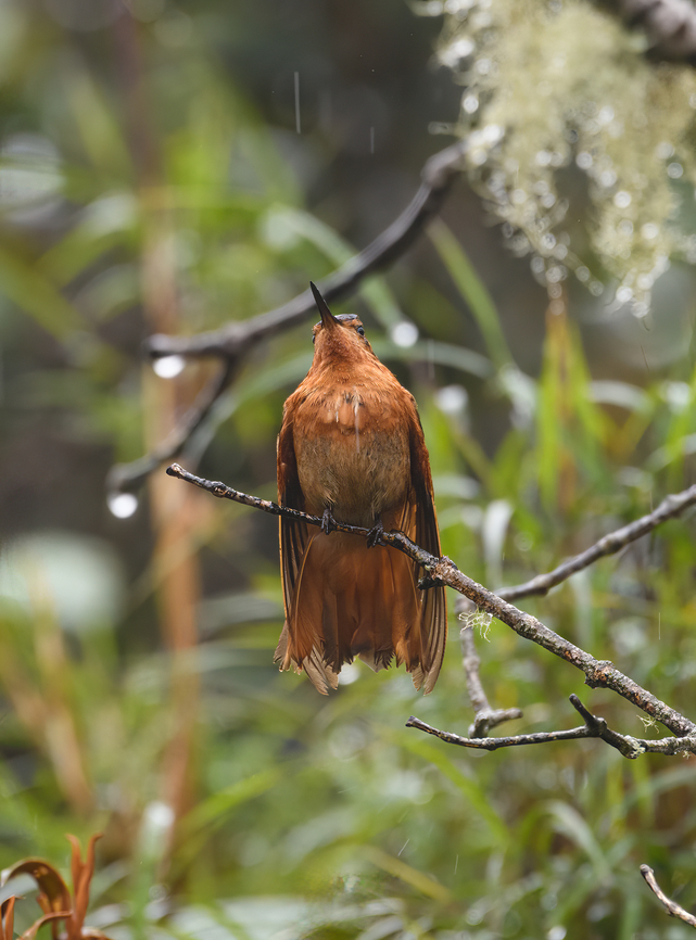 Shining sunbeam in rain, Termales del Ruiz, Colombia A shining sunbeam but without sun or shining. Aglaeactis cupripennis,Colombia,Colombia 2022,Fall,Geotagged,Shining sunbeam,South America,Termales del Ruiz,World