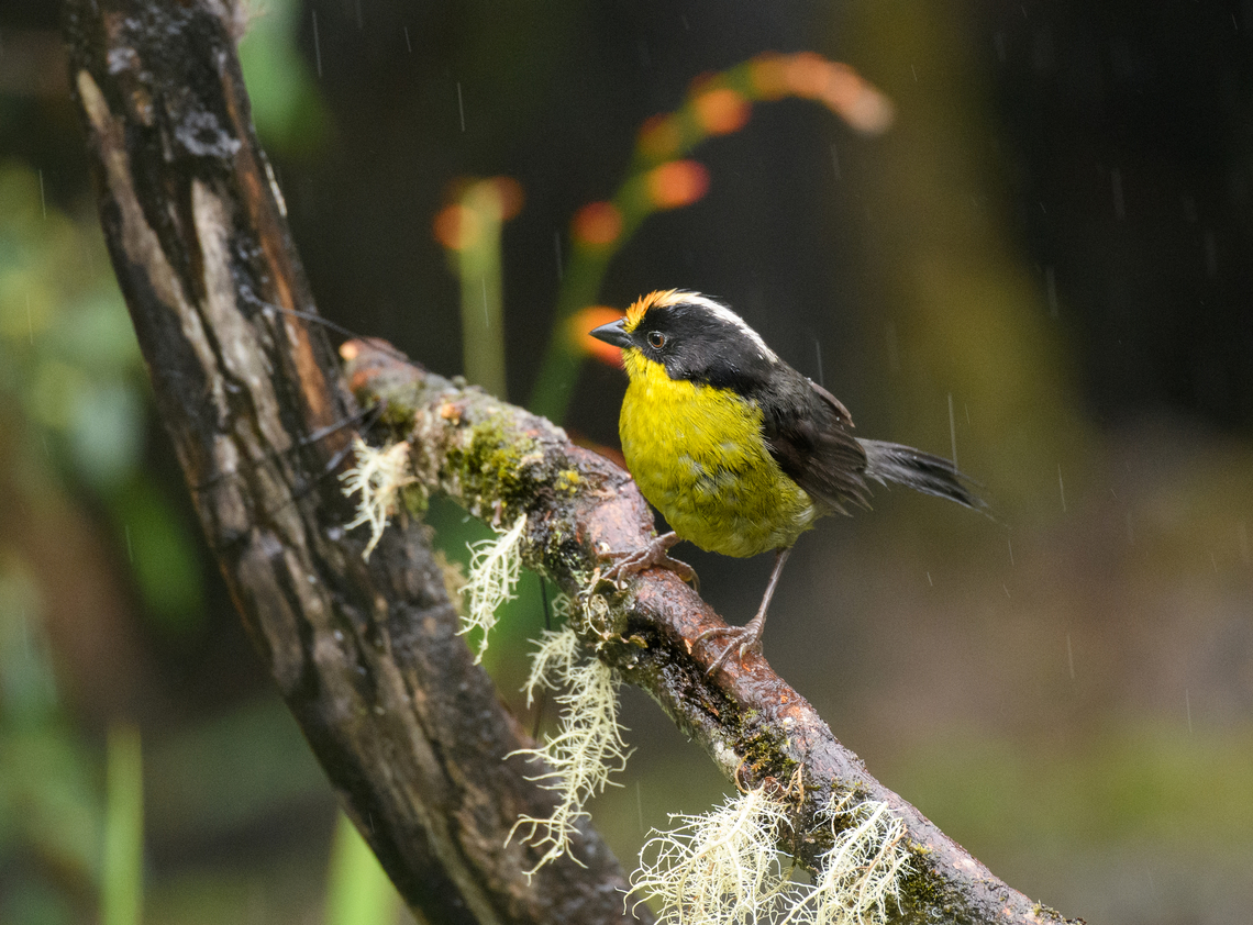 Pale-naped brush finch, Termales del Ruiz, Colombia  Atlapetes pallidinucha,Colombia,Colombia 2022,Fall,Geotagged,Pale-naped brush finch,P&aacute;ramo,South America,Termales del Ruiz,World