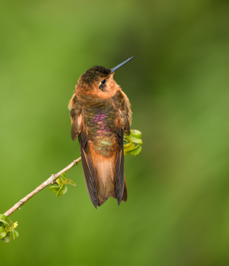 Shining sunbeam - male display, Hacienda El Bosque, Colombia The male flexing its rainbow-like lower back and rump feathers, only visible at a particular angle.<br />
<figure class="photo"><a href="https://www.jungledragon.com/image/149245/shining_sunbeam_-_male_display_closeup_hacienda_el_bosque_colombia.html" title="Shining sunbeam - male display (closeup), Hacienda El Bosque, Colombia"><img src="https://s3.amazonaws.com/media.jungledragon.com/images/2/149245_thumb.jpg?AWSAccessKeyId=05GMT0V3GWVNE7GGM1R2&Expires=1767225610&Signature=QvVj%2B56VCjGPfxbH%2FoB3936c25c%3D" width="200" height="188" alt="Shining sunbeam - male display (closeup), Hacienda El Bosque, Colombia The male flexing its rainbow-like lower back and rump feathers, only visible at a particular angle.<br />
https://www.jungledragon.com/image/149244/shining_sunbeam_-_male_display_hacienda_el_bosque_colombia.html Aglaeactis cupripennis,Colombia,Colombia 2022,Fall,Geotagged,Shining sunbeam,South America,Termales del Ruiz,World" /></a></figure> Aglaeactis cupripennis,Colombia,Colombia 2022,Fall,Geotagged,Páramo,Shining sunbeam,South America,Termales del Ruiz,World