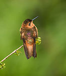 Shining sunbeam - male display, Hacienda El Bosque, Colombia The male flexing its rainbow-like lower back and rump feathers, only visible at a particular angle.<br />
https://www.jungledragon.com/image/149245/shining_sunbeam_-_male_display_closeup_hacienda_el_bosque_colombia.html Aglaeactis cupripennis,Colombia,Colombia 2022,Fall,Geotagged,P&aacute;ramo,Shining sunbeam,South America,Termales del Ruiz,World