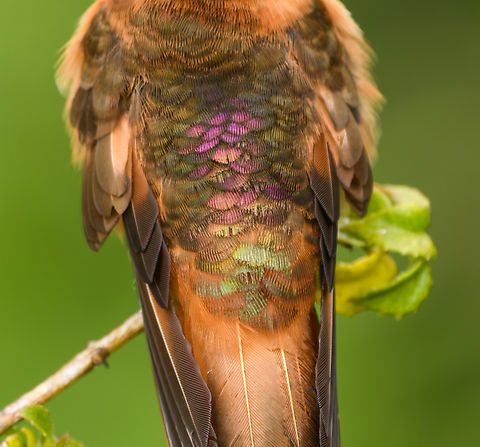 Shining sunbeam - male display (closeup), Hacienda El Bosque, Colombia The male flexing its rainbow-like lower back and rump feathers, only visible at a particular angle.
https://www.jungledragon.com/image/149244/shining_sunbeam_-_male_display_hacienda_el_bosque_colombia.html Aglaeactis cupripennis,Colombia,Colombia 2022,Fall,Geotagged,Shining sunbeam,South America,Termales del Ruiz,World