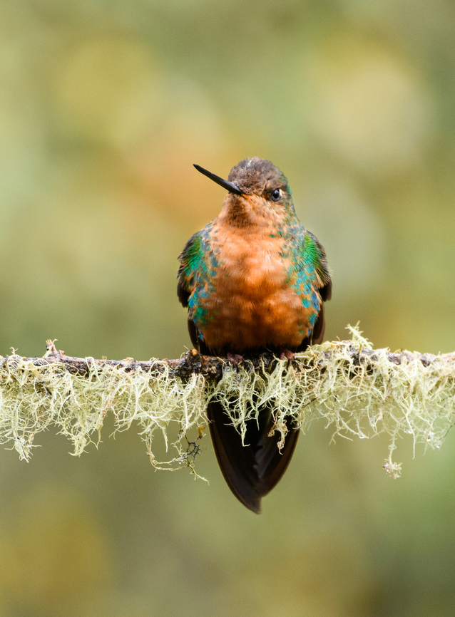 Great sapphirewing - female on lichen (closeup), Termales del Ruiz, Colombia <figure class="photo"><a href="https://www.jungledragon.com/image/149247/great_sapphirewing_-_female_on_lichen_termales_del_ruiz_colombia.html" title="Great sapphirewing - female on lichen, Termales del Ruiz, Colombia"><img src="https://s3.amazonaws.com/media.jungledragon.com/images/2/149247_thumb.jpg?AWSAccessKeyId=05GMT0V3GWVNE7GGM1R2&Expires=1759968010&Signature=9cVO13aPwv5QHjk8p84ZbNdiN6k%3D" width="200" height="154" alt="Great sapphirewing - female on lichen, Termales del Ruiz, Colombia https://www.jungledragon.com/image/149246/great_sapphirewing_-_female_on_lichen_closeup_termales_del_ruiz_colombia.html Colombia,Colombia 2022,Fall,Geotagged,Great sapphirewing,Pterophanes cyanopterus,South America,Termales del Ruiz,World" /></a></figure> Colombia,Colombia 2022,Fall,Geotagged,Great sapphirewing,Pterophanes cyanopterus,South America,Termales del Ruiz,World