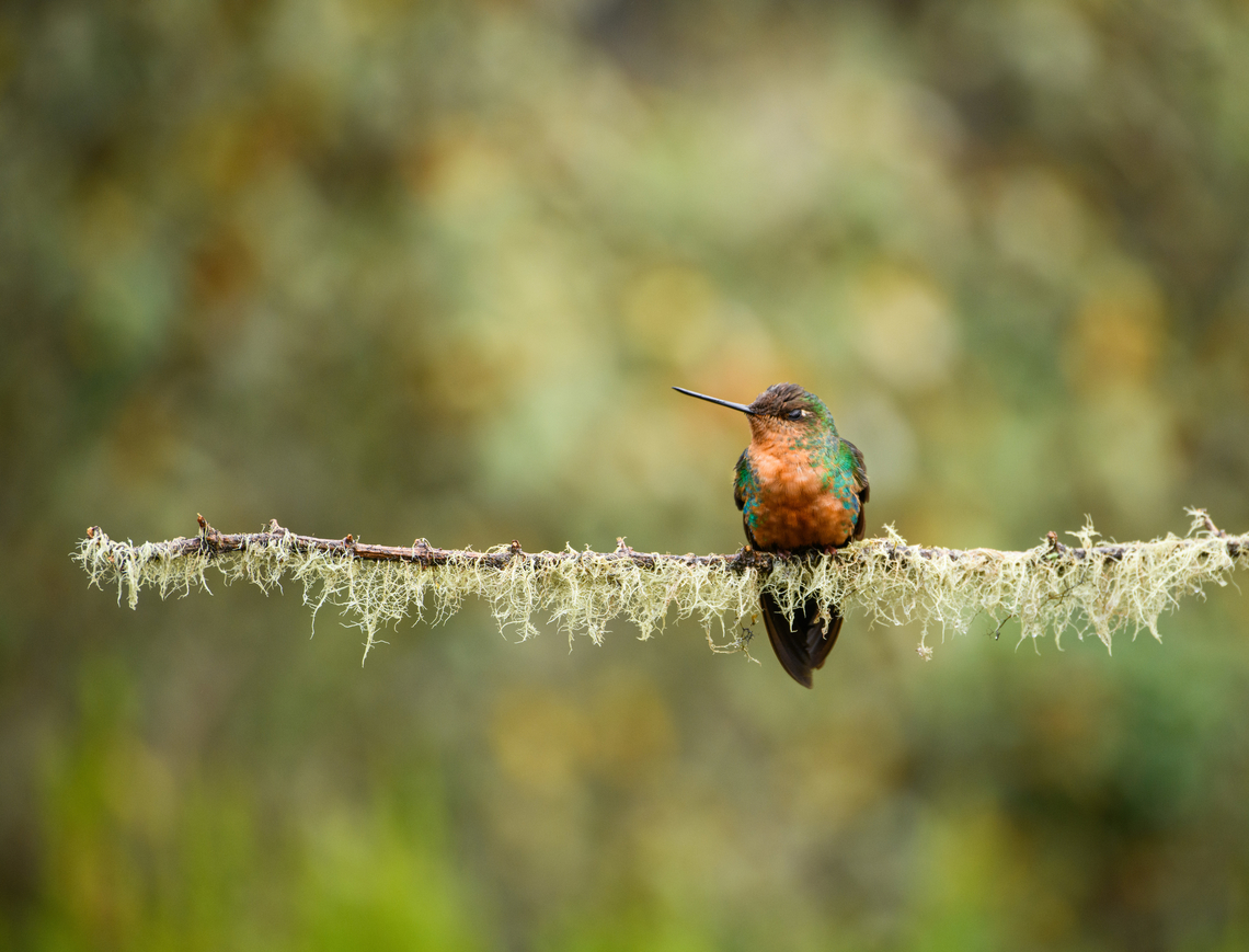 Great sapphirewing - female on lichen, Termales del Ruiz, Colombia <figure class="photo"><a href="https://www.jungledragon.com/image/149246/great_sapphirewing_-_female_on_lichen_closeup_termales_del_ruiz_colombia.html" title="Great sapphirewing - female on lichen (closeup), Termales del Ruiz, Colombia"><img src="https://s3.amazonaws.com/media.jungledragon.com/images/2/149246_thumb.jpg?AWSAccessKeyId=05GMT0V3GWVNE7GGM1R2&Expires=1769040010&Signature=DJ3ARxILFITOcwaRRF6YDhmsLQY%3D" width="112" height="152" alt="Great sapphirewing - female on lichen (closeup), Termales del Ruiz, Colombia https://www.jungledragon.com/image/149247/great_sapphirewing_-_female_on_lichen_termales_del_ruiz_colombia.html Colombia,Colombia 2022,Fall,Geotagged,Great sapphirewing,Pterophanes cyanopterus,South America,Termales del Ruiz,World" /></a></figure> Colombia,Colombia 2022,Fall,Geotagged,Great sapphirewing,Pterophanes cyanopterus,South America,Termales del Ruiz,World