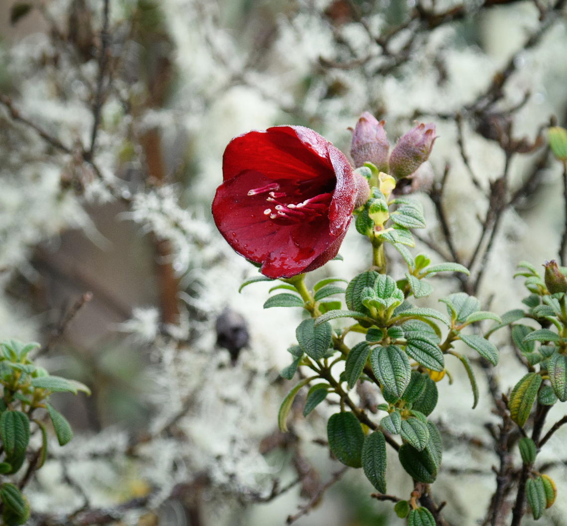 Chaetogastra grossa flower, Termales del Ruiz, Colombia <figure class="photo"><a href="https://www.jungledragon.com/image/149249/senecio_formosus_-_shrub_termales_del_ruiz_colombia.html" title="Senecio formosus - shrub, Termales del Ruiz, Colombia"><img src="https://s3.amazonaws.com/media.jungledragon.com/images/2/149249_thumb.jpg?AWSAccessKeyId=05GMT0V3GWVNE7GGM1R2&Expires=1767225610&Signature=XCE4isNTIlWk%2FX9i8g%2F5HawW2o8%3D" width="200" height="134" alt="Senecio formosus - shrub, Termales del Ruiz, Colombia https://www.jungledragon.com/image/149248/chaetogastra_grossa_flower_termales_del_ruiz_colombia.html Chaetogastra grossa,Colombia,Colombia 2022,Fall,Geotagged,P&aacute;ramo,South America,Termales del Ruiz,World" /></a></figure> Chaetogastra grossa,Colombia,Colombia 2022,Fall,Geotagged,South America,Termales del Ruiz,World