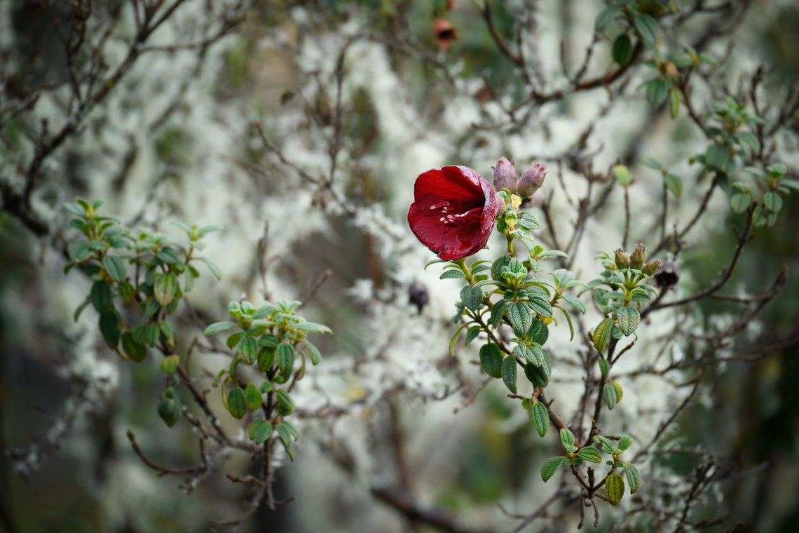 Senecio formosus - shrub, Termales del Ruiz, Colombia <figure class="photo"><a href="https://www.jungledragon.com/image/149248/chaetogastra_grossa_flower_termales_del_ruiz_colombia.html" title="Chaetogastra grossa flower, Termales del Ruiz, Colombia"><img src="https://s3.amazonaws.com/media.jungledragon.com/images/2/149248_thumb.jpg?AWSAccessKeyId=05GMT0V3GWVNE7GGM1R2&Expires=1767225610&Signature=c4D3xucvcG5Y%2F5Qq6o%2FRA7ulelA%3D" width="200" height="186" alt="Chaetogastra grossa flower, Termales del Ruiz, Colombia https://www.jungledragon.com/image/149249/senecio_formosus_-_shrub_termales_del_ruiz_colombia.html Chaetogastra grossa,Colombia,Colombia 2022,Fall,Geotagged,South America,Termales del Ruiz,World" /></a></figure> Chaetogastra grossa,Colombia,Colombia 2022,Fall,Geotagged,Páramo,South America,Termales del Ruiz,World