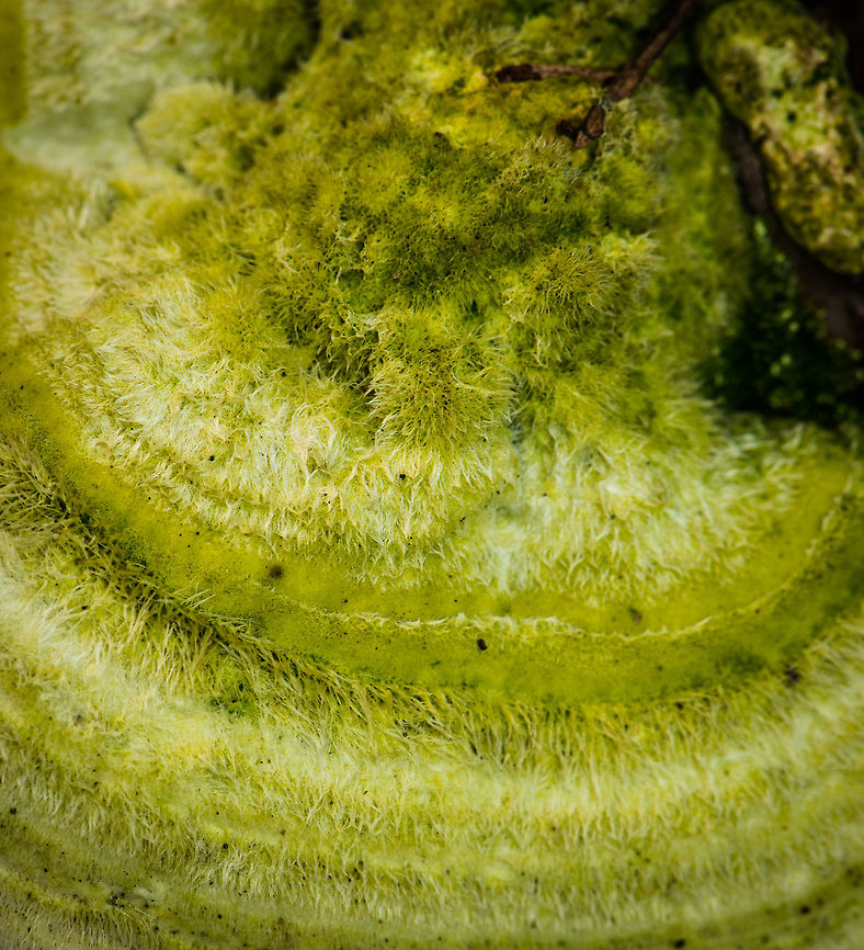 Macro of hairs of Hairy Bracket  Hairy bracket,Heesch,Trametes hirsuta