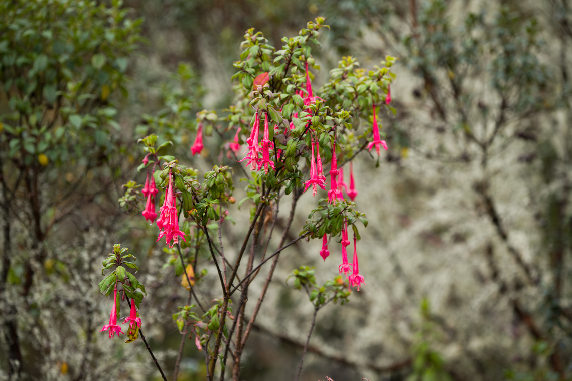 Fuchsia boliviana, Termales del Ruiz, Colombia  Colombia,Colombia 2022,Fall,Fuchsia boliviana,Geotagged,Lady's Eardrops,Páramo,South America,Termales del Ruiz,World
