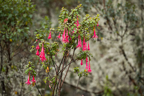 Fuchsia boliviana, Termales del Ruiz, Colombia  Colombia,Colombia 2022,Fall,Fuchsia boliviana,Geotagged,Lady's Eardrops,Páramo,South America,Termales del Ruiz,World