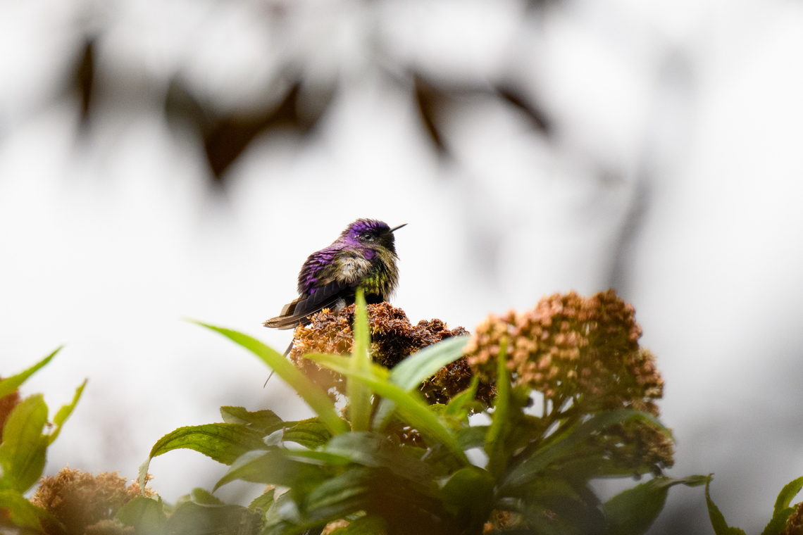 Purple-backed thornbill, Termales del Ruiz, Colombia <figure class="photo"><a href="https://www.jungledragon.com/image/149254/purple-backed_thornbill_-_in_flight_termales_del_ruiz_colombia.html" title="Purple-backed thornbill - in flight, Termales del Ruiz, Colombia"><img src="https://s3.amazonaws.com/media.jungledragon.com/images/2/149254_thumb.jpg?AWSAccessKeyId=05GMT0V3GWVNE7GGM1R2&Expires=1759968010&Signature=fEvhRmO4JV3nvfH%2F87RmZhaJS74%3D" width="200" height="134" alt="Purple-backed thornbill - in flight, Termales del Ruiz, Colombia Very remote in-flight shot.<br />
https://www.jungledragon.com/image/149253/purple-backed_thornbill_termales_del_ruiz_colombia.html Colombia,Colombia 2022,Fall,Geotagged,Purple-backed thornbill,Ramphomicron microrhynchum,South America,Termales del Ruiz,World" /></a></figure> Colombia,Colombia 2022,Fall,Geotagged,Purple-backed thornbill,Ramphomicron microrhynchum,South America,Termales del Ruiz,World