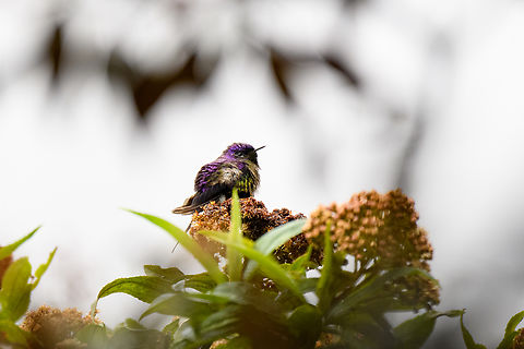 Purple-backed thornbill, Termales del Ruiz, Colombia https://www.jungledragon.com/image/149254/purple-backed_thornbill_-_in_flight_termales_del_ruiz_colombia.html Colombia,Colombia 2022,Fall,Geotagged,Purple-backed thornbill,Ramphomicron microrhynchum,South America,Termales del Ruiz,World