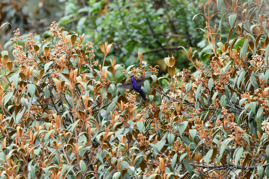 Purple-backed thornbill - in flight, Termales del Ruiz, Colombia Very remote in-flight shot.<br />
<figure class="photo"><a href="https://www.jungledragon.com/image/149253/purple-backed_thornbill_termales_del_ruiz_colombia.html" title="Purple-backed thornbill, Termales del Ruiz, Colombia"><img src="https://s3.amazonaws.com/media.jungledragon.com/images/2/149253_thumb.jpg?AWSAccessKeyId=05GMT0V3GWVNE7GGM1R2&Expires=1759968010&Signature=VK5GBXAOYZt1diBQXo1Xs1vcuMM%3D" width="200" height="134" alt="Purple-backed thornbill, Termales del Ruiz, Colombia https://www.jungledragon.com/image/149254/purple-backed_thornbill_-_in_flight_termales_del_ruiz_colombia.html Colombia,Colombia 2022,Fall,Geotagged,Purple-backed thornbill,Ramphomicron microrhynchum,South America,Termales del Ruiz,World" /></a></figure> Colombia,Colombia 2022,Fall,Geotagged,Purple-backed thornbill,Ramphomicron microrhynchum,South America,Termales del Ruiz,World