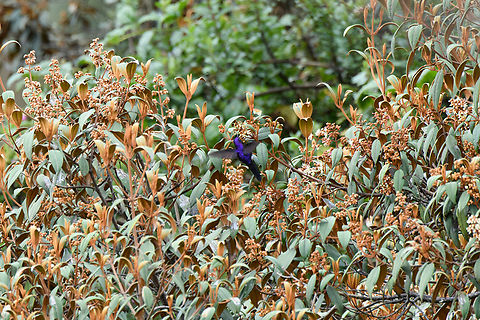Purple-backed thornbill - in flight, Termales del Ruiz, Colombia Very remote in-flight shot.
https://www.jungledragon.com/image/149253/purple-backed_thornbill_termales_del_ruiz_colombia.html Colombia,Colombia 2022,Fall,Geotagged,Purple-backed thornbill,Ramphomicron microrhynchum,South America,Termales del Ruiz,World