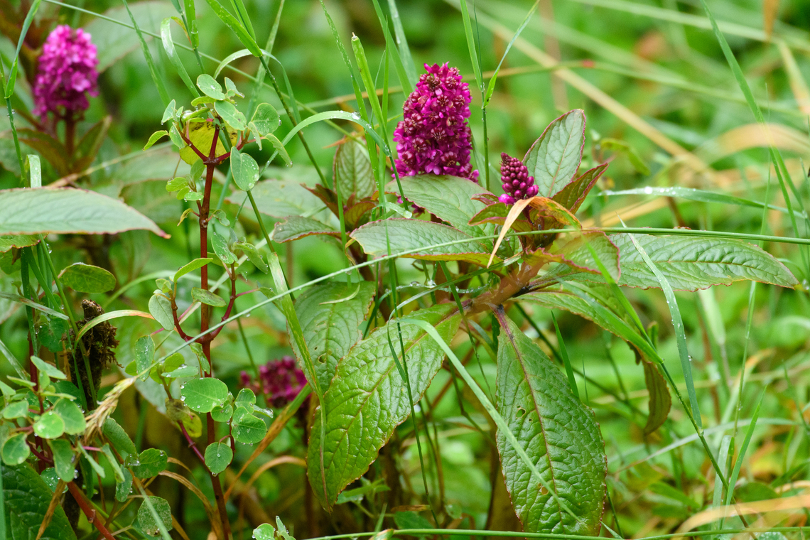 Phytolacca bogotensis, Termales del Ruiz, Colombia  Colombia,Colombia 2022,Fall,Geotagged,Phytolacca bogotensis,Páramo,South America,Termales del Ruiz,World