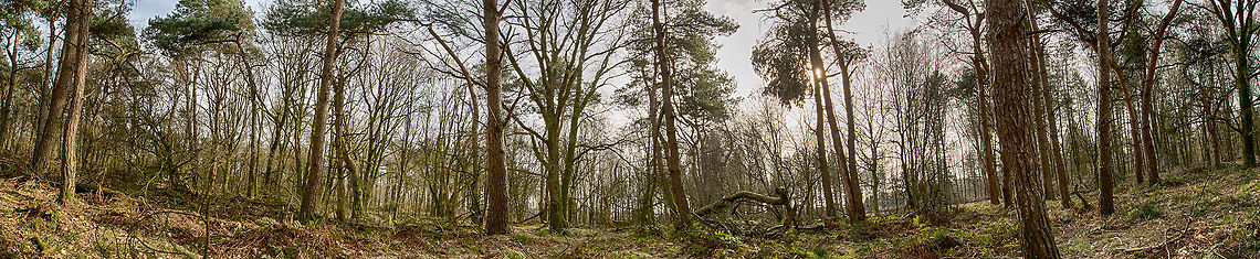 Ultra wide angle forest in Heesch  Forest,Heesch