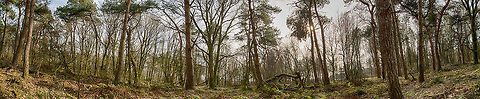 Ultra wide angle forest in Heesch  Forest,Heesch