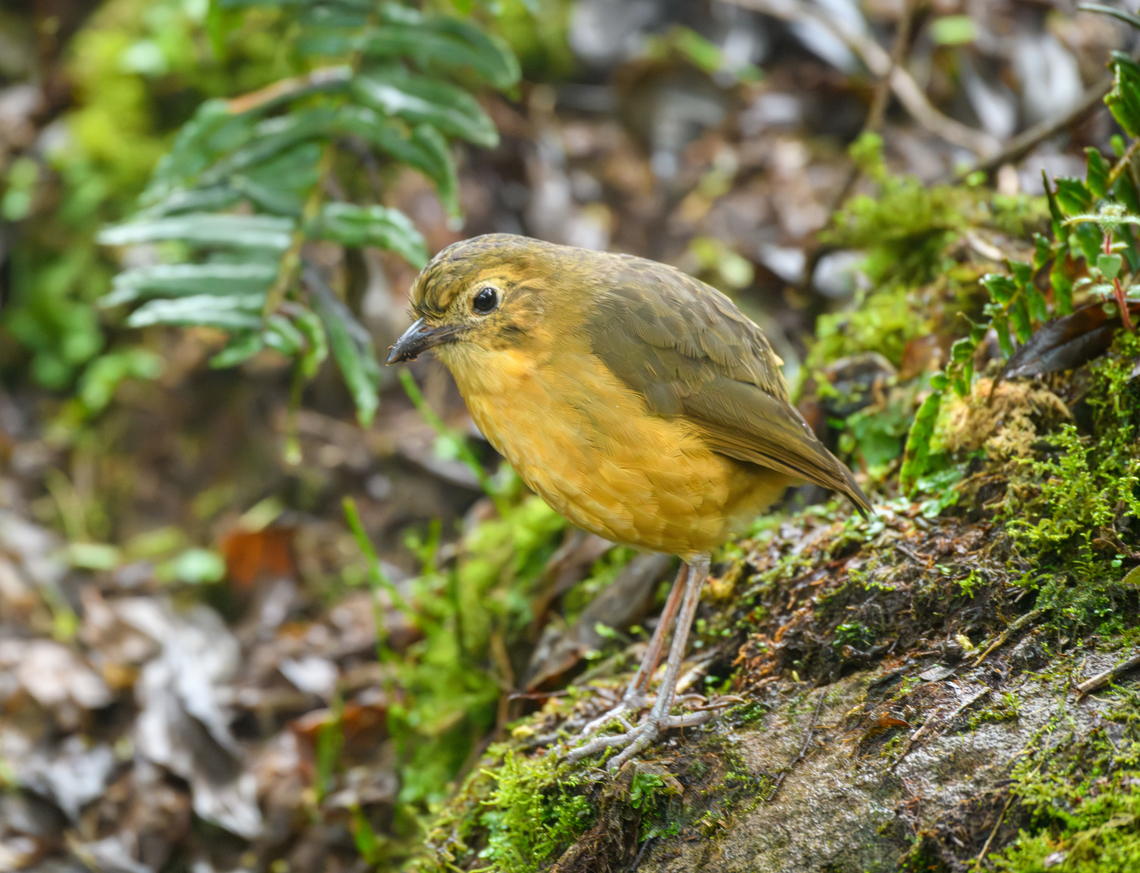 Grallaria quitensis, Termales del Ruiz, Colombia This is Huppel (dutch for "hop"), a nickname we gave to this temporary friend. It is found around a dark corner of the botanical gardens of the Termales del Ruiz. It is relatively approachable and was often curious about us as we were birding around the area. It's pretty much opposite in behavior compared to the typical antpitta. Colombia,Colombia 2022,Fall,Geotagged,Grallaria quitensis,P&aacute;ramo,South America,Tawny antpitta,Termales del Ruiz,World