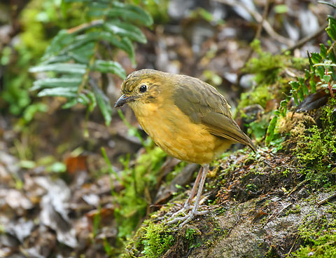 Grallaria quitensis, Termales del Ruiz, Colombia This is Huppel (dutch for "hop"), a nickname we gave to this temporary friend. It is found around a dark corner of the botanical gardens of the Termales del Ruiz. It is relatively approachable and was often curious about us as we were birding around the area. It's pretty much opposite in behavior compared to the typical antpitta. Colombia,Colombia 2022,Fall,Geotagged,Grallaria quitensis,Páramo,South America,Tawny antpitta,Termales del Ruiz,World