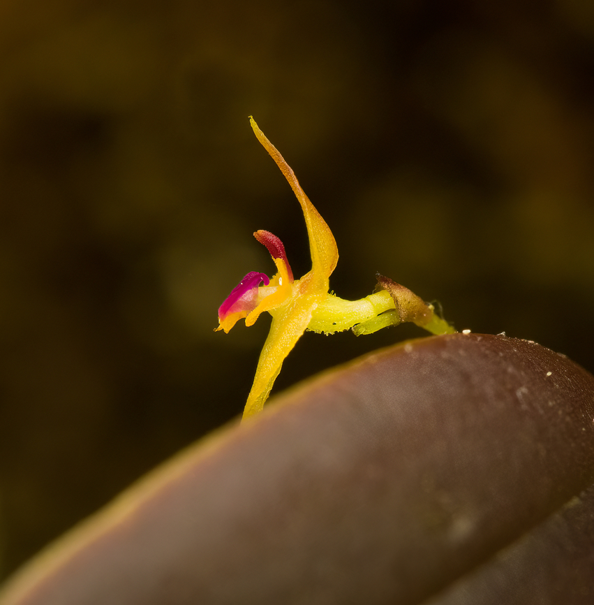 Lepanthes nulla - side view, Termales del Ruiz, Colombia Highly obscure species.<br />
<figure class="photo"><a href="https://www.jungledragon.com/image/149325/lepanthes_nulla_termales_del_ruiz_colombia.html" title="Lepanthes nulla, Termales del Ruiz, Colombia"><img src="https://s3.amazonaws.com/media.jungledragon.com/images/2/149325_thumb.jpg?AWSAccessKeyId=05GMT0V3GWVNE7GGM1R2&Expires=1759968010&Signature=mTYlK7gsKr%2FpSpxxCAShgjC%2BQ0A%3D" width="200" height="184" alt="Lepanthes nulla, Termales del Ruiz, Colombia Highly obscure species.<br />
https://www.jungledragon.com/image/149324/lepanthes_nulla_-_side_view_termales_del_ruiz_colombia.html Colombia,Colombia 2022,Fall,Geotagged,Lepanthes nulla,P&aacute;ramo,South America,Termales del Ruiz,World" /></a></figure> Colombia,Colombia 2022,Fall,Geotagged,Lepanthes nulla,Páramo,South America,Termales del Ruiz,World