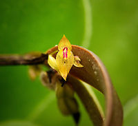 Lepanthes nulla, Termales del Ruiz, Colombia Highly obscure species.<br />
https://www.jungledragon.com/image/149324/lepanthes_nulla_-_side_view_termales_del_ruiz_colombia.html Colombia,Colombia 2022,Fall,Geotagged,Lepanthes nulla,Páramo,South America,Termales del Ruiz,World