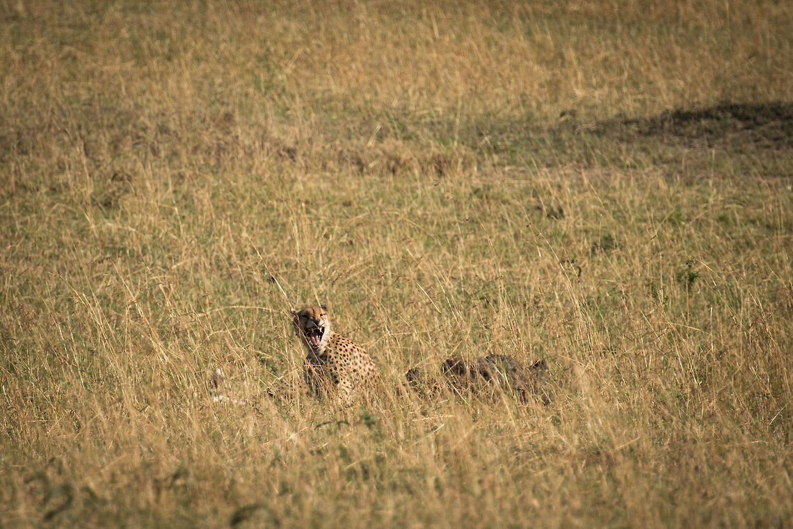 Cheetah showing teeth, Serengeti North This one was far away, so it&#039;s a significant crop. As scary as those fans look, cheetahs are relatively weak cats, it&#039;s the price they pay for speed. They have a higher risk than most cats to get hurt themselves during a kill. Acinonyx jubatus,Africa,Cheetah,Serengeti National Park,Serengeti North,Serengeti area,Tanzania