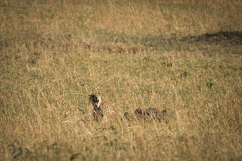 Cheetah showing teeth, Serengeti North This one was far away, so it's a significant crop. As scary as those fans look, cheetahs are relatively weak cats, it's the price they pay for speed. They have a higher risk than most cats to get hurt themselves during a kill. Acinonyx jubatus,Africa,Cheetah,Serengeti National Park,Serengeti North,Serengeti area,Tanzania