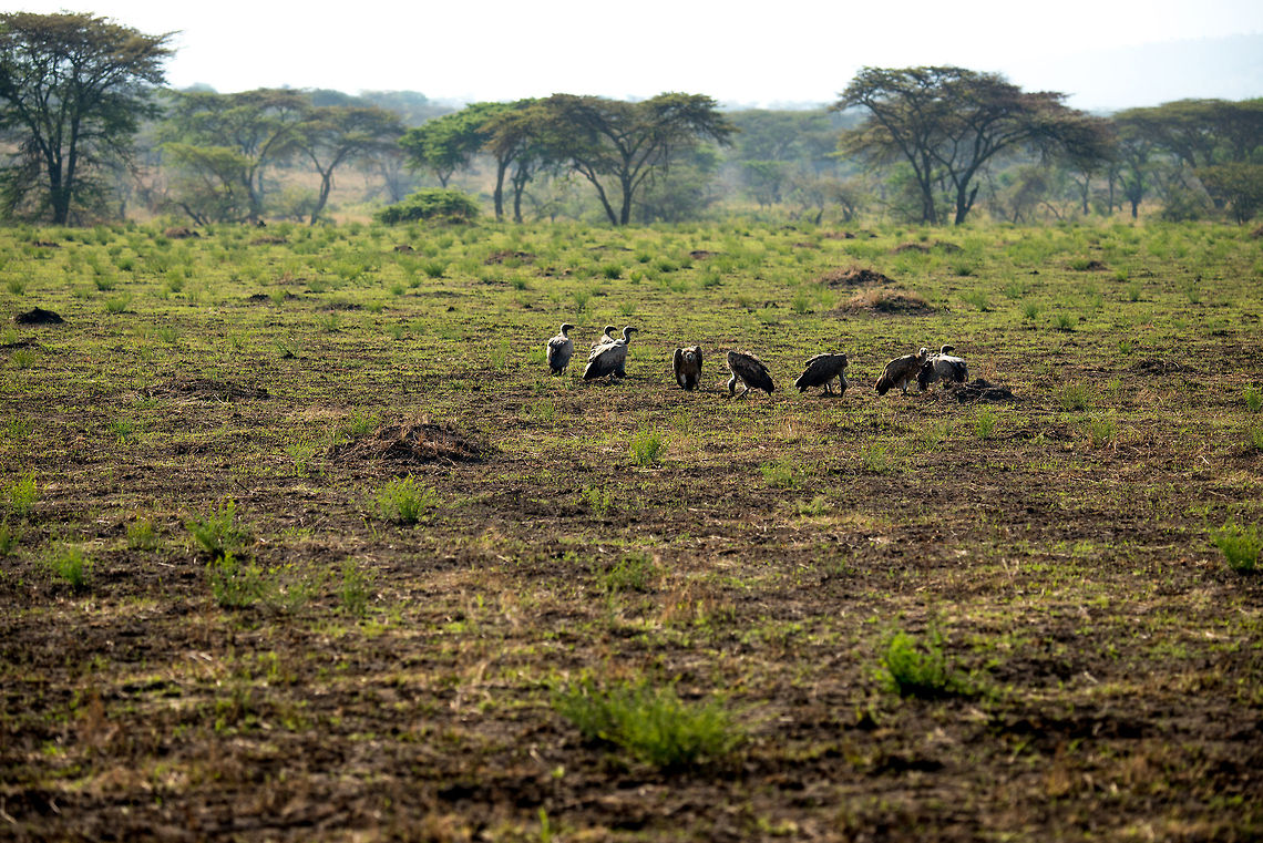Rüppells Vulture gathering, Serengeti North  Africa,Gyps rueppellii,Rüppells Vulture,Serengeti National Park,Serengeti North,Serengeti area,Tanzania