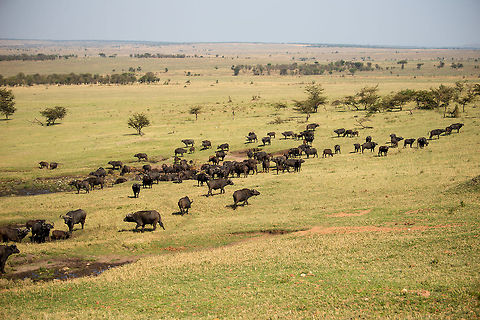 African Buffalo herd grazing, Serengeti North  Africa,African buffalo,Serengeti National Park,Serengeti North,Serengeti area,Syncerus caffer,Tanzania