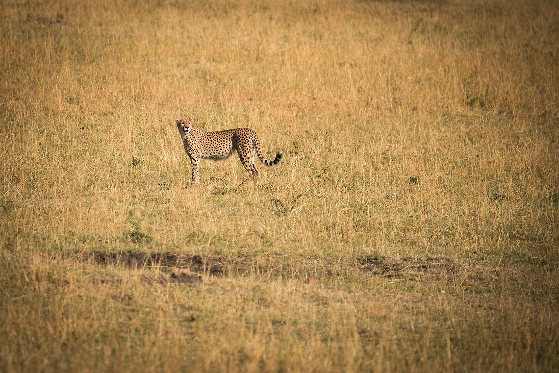 Cheetah scouting, Serengeti North You can almost hear it think: in which direction shall I rocket myself this time? Acinonyx jubatus,Africa,Cheetah,Serengeti National Park,Serengeti North,Serengeti area,Tanzania