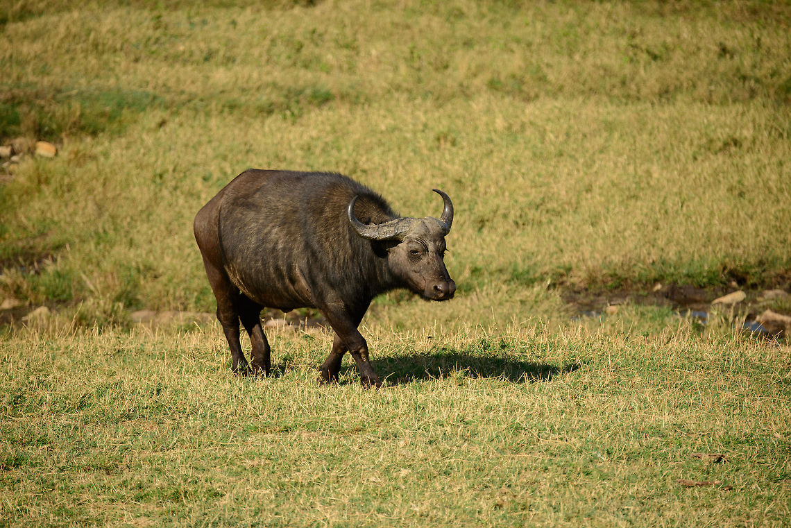 African Buffalo closeup, Serengeti North  Africa,African buffalo,Serengeti National Park,Serengeti North,Serengeti area,Syncerus caffer,Tanzania
