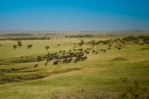 African Buffalo fields, Serengeti A relatively large herd of African Buffalos in Northern Serengeti. Despite this being the dry season, the fields are relatively green. A sign that we're nearing the famous Masai Mara river. Note that I applied a tilt-shift effect to this photo. Africa,African buffalo,Serengeti National Park,Serengeti North,Serengeti area,Syncerus caffer,Tanzania