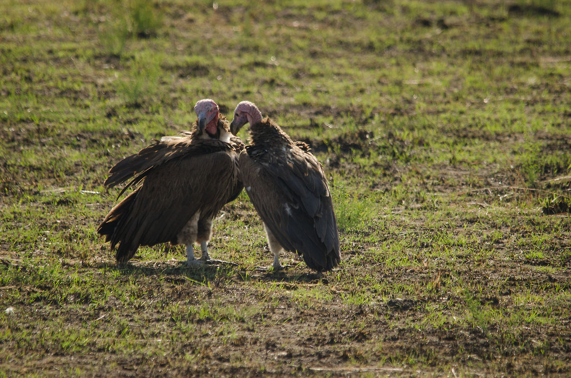 Because vultures need love too From the looks of it, it&#039;s pretty clear which one is male or female. Africa,Geotagged,Lappet-faced Vulture,Serengeti National Park,Serengeti North,Serengeti area,Tanzania,Torgos tracheliotos
