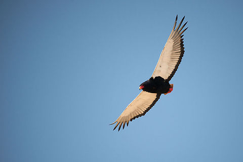 Bateleur in flight, Serengeti - II In this shot you can see how neatly it tucks away its feet for an effortless flight. Africa,Bateleur,Serengeti National Park,Serengeti North,Serengeti area,Tanzania,Terathopius ecaudatus