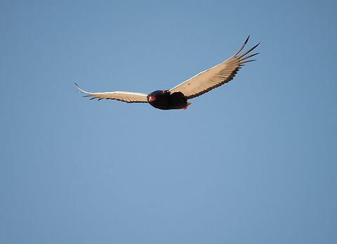 Bateleur in flight, Serengeti  Africa,Bateleur,Serengeti National Park,Serengeti North,Serengeti area,Tanzania,Terathopius ecaudatus