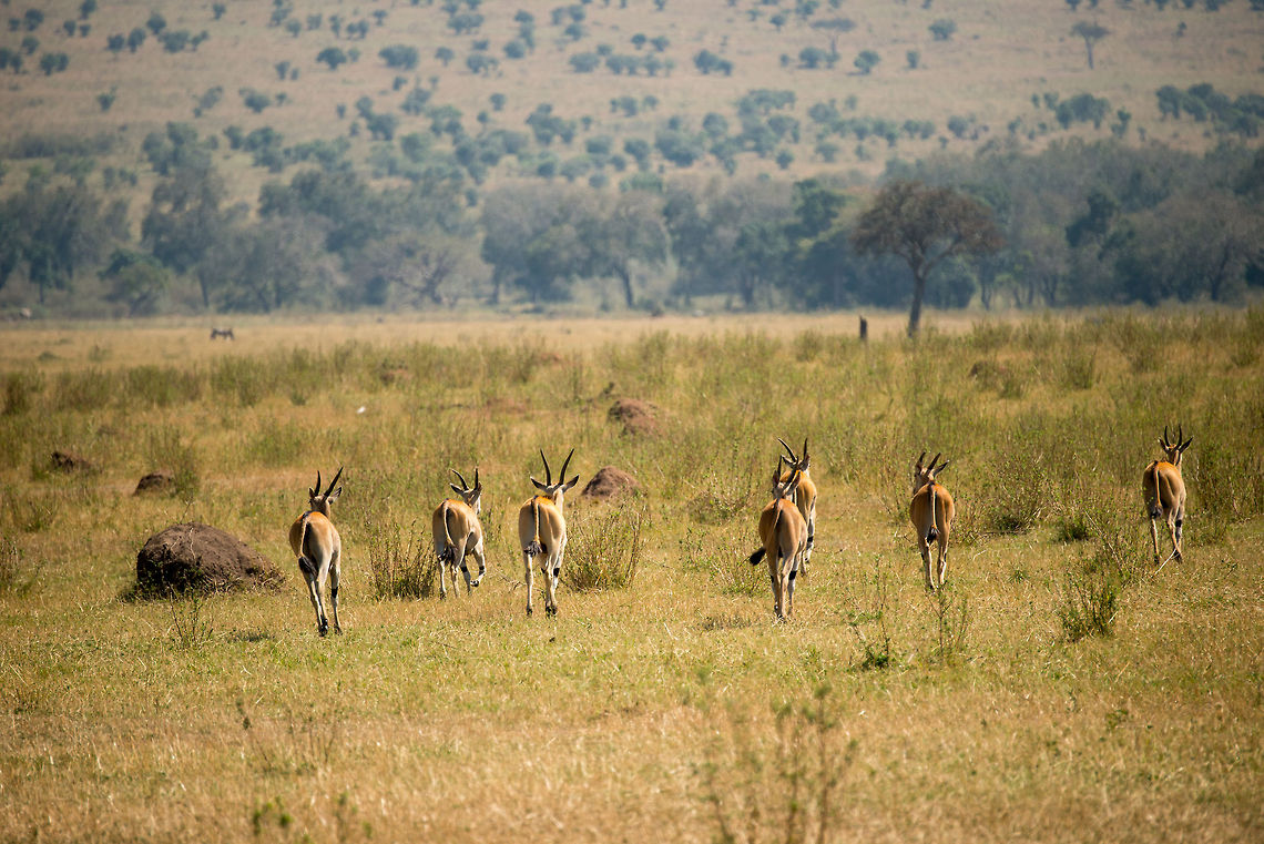 Common Elands on the run, Serengeti North We did not see elands a lot in the Serengeti, but each time we did, this was the view: them instantly running away. Africa,Common eland,Serengeti National Park,Serengeti North,Serengeti area,Tanzania,Taurotragus oryx