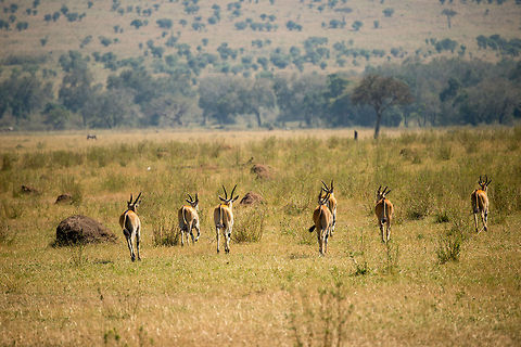 Common Elands on the run, Serengeti North We did not see elands a lot in the Serengeti, but each time we did, this was the view: them instantly running away. Africa,Common eland,Serengeti National Park,Serengeti North,Serengeti area,Tanzania,Taurotragus oryx