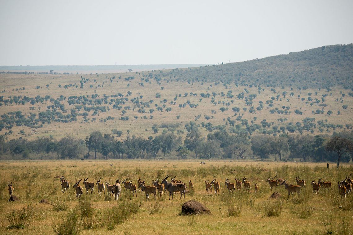 Herd of Common Elands, Serengeti North They are very large antelopes, yet also very shy. Where most herbivores in the Serengeti only have a mild fear of humans and cars, Common Elands seem to run as far away as they can at a first sight.  Africa,Common eland,Serengeti National Park,Serengeti North,Serengeti area,Tanzania,Taurotragus oryx