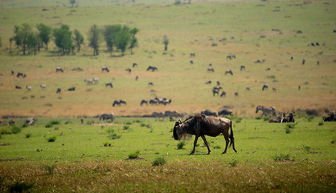Great Migration Fields, Serengeti  Africa,Blue wildebeest,Connochaetes taurinus,Serengeti National Park,Serengeti North,Serengeti area,Tanzania