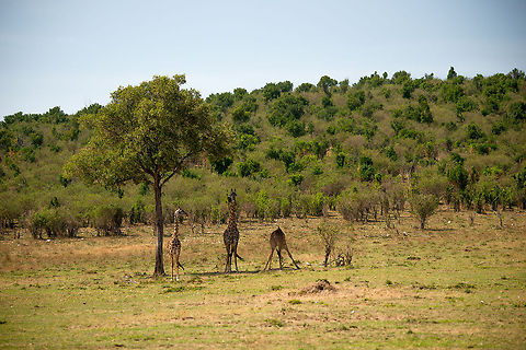 Three Masai Giraffes, one kneeling, Serengeti  Africa,Giraffa camelopardalis tippelskirchi,Maasai Giraffe,Serengeti National Park,Serengeti North,Serengeti area,Tanzania