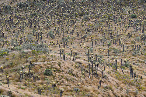 Espeletia hartwegiana field, Termales del Ruiz, Colombia  Colombia,Colombia 2022,Espeletia hartwegiana,Fall,Geotagged,P&aacute;ramo,South America,Termales del Ruiz,World