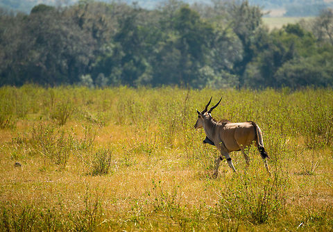 Common Eland, Serengeti North  Africa,Common eland,Serengeti National Park,Serengeti North,Serengeti area,Tanzania,Taurotragus oryx