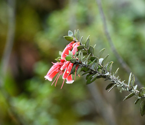 Subf Vaccinioideae? Termales del Ruiz, Colombia  Colombia,Colombia 2022,Fall,Geotagged,P&aacute;ramo,South America,Termales del Ruiz,World
