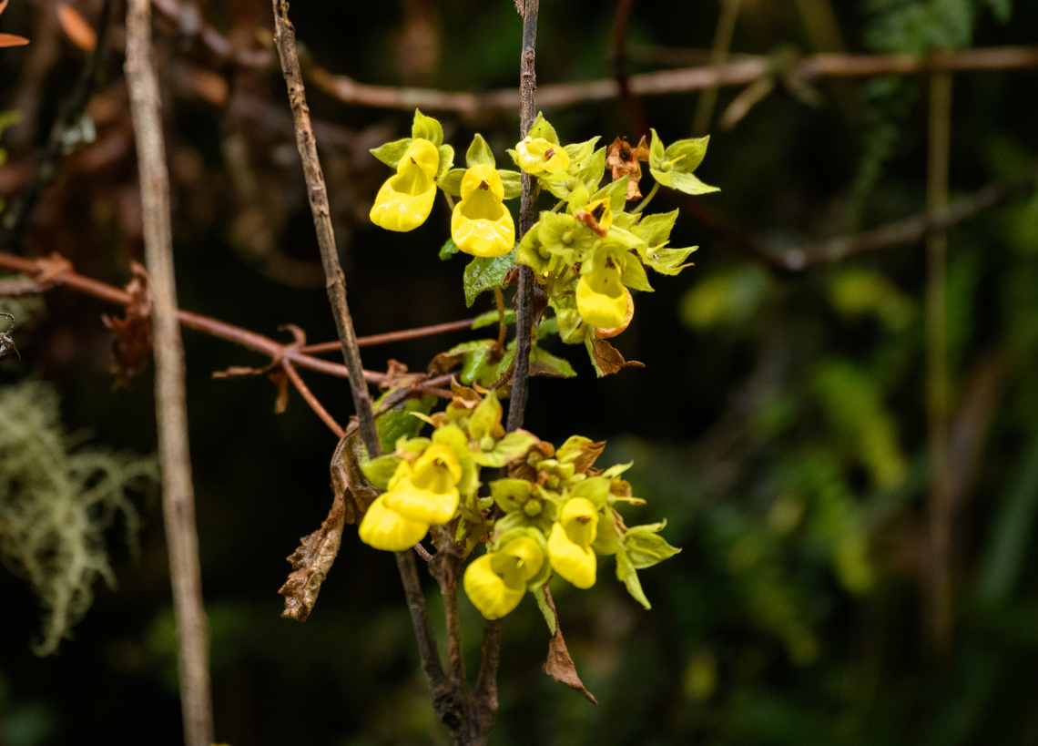Calceolaria microbefaria, Termales del Ruiz, Colombia  Calceolaria microbefaria,Colombia,Colombia 2022,Fall,Geotagged,P&aacute;ramo,South America,Termales del Ruiz,World