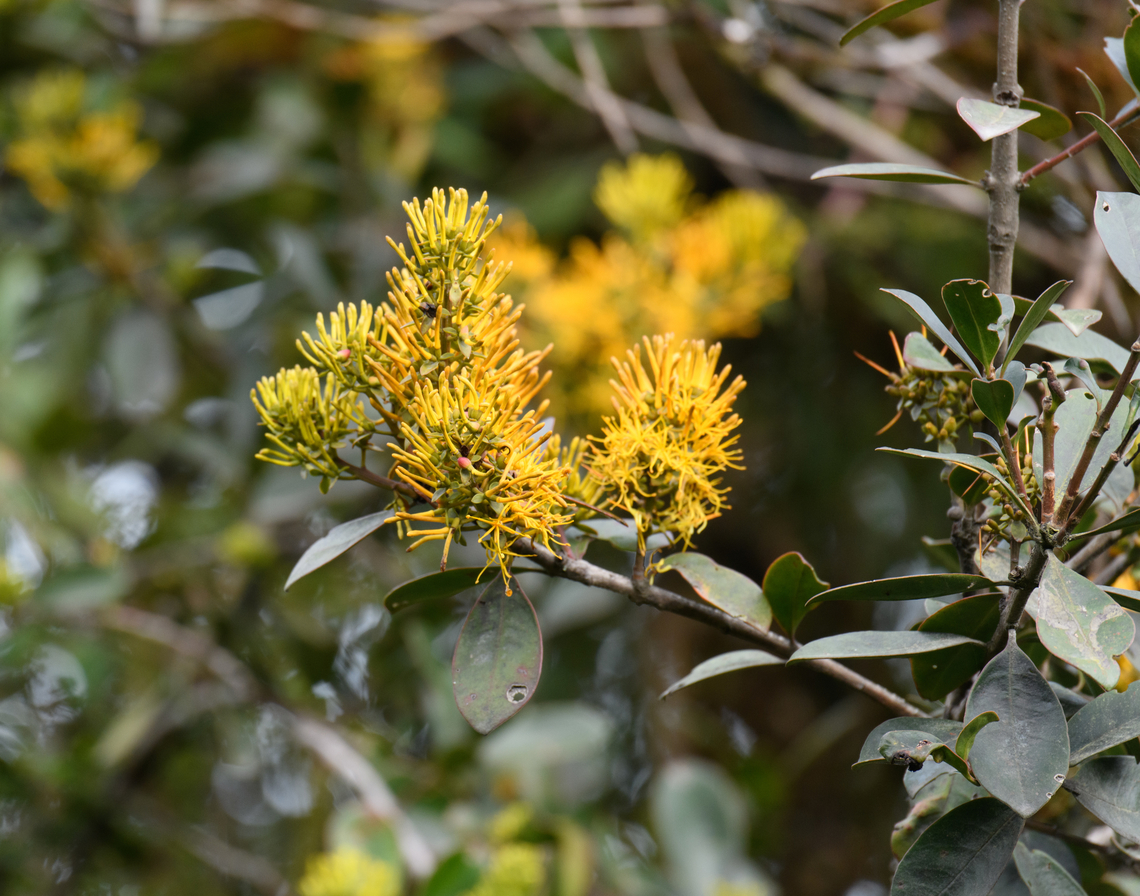 Gaiadendron punctatum, Termales del Ruiz, Colombia  Colombia,Colombia 2022,Fall,Gaiadendron,Gaiadendron punctatum,Geotagged,Páramo,South America,Termales del Ruiz,World