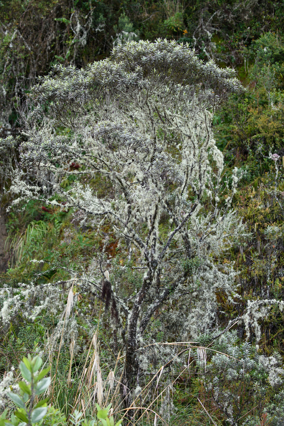P&aacute;ramo tree covered in lichen, Termales del Ruiz, Colombia  Colombia,Colombia 2022,Fall,Geotagged,P&aacute;ramo,South America,Termales del Ruiz,World